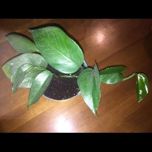 Philodendron cordatum