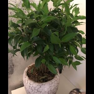 Ficus benjamina