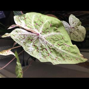 Caladium bicolor