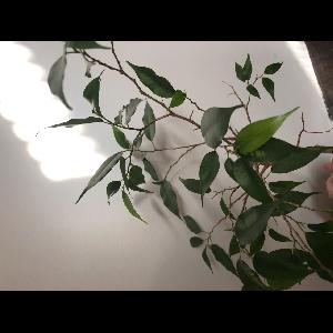 Ficus benjamina