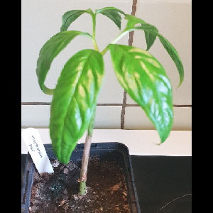 Amorphophallus gigas