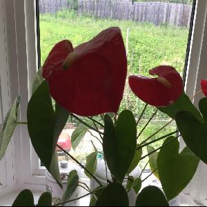 Anthurium andraeanum