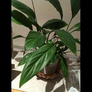 Spathiphyllum floribundum